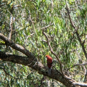 Platycercus elegans at Woomargama, NSW - 29 Nov 2021