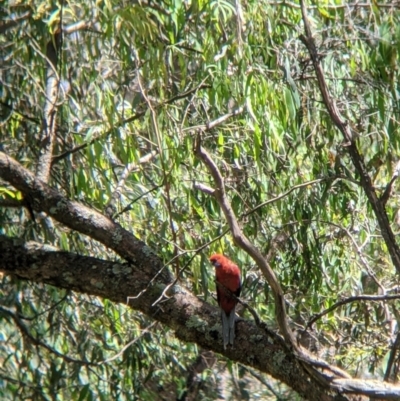 Platycercus elegans (Crimson Rosella) at Woomargama, NSW - 29 Nov 2021 by Darcy
