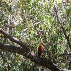 Platycercus elegans at Woomargama, NSW - 29 Nov 2021