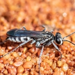 Tachysphex sp. (genus) (Unidentified Tachysphex sand wasp) at Acton, ACT - 29 Nov 2021 by Roger