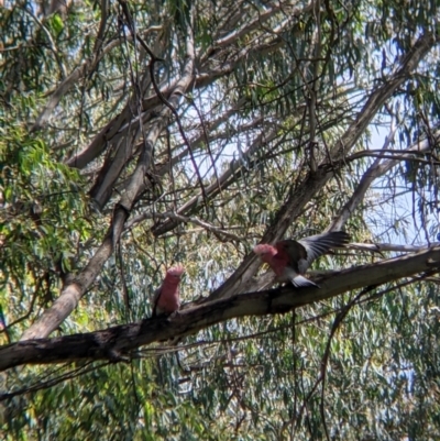 Eolophus roseicapilla (Galah) at Woomargama, NSW - 28 Nov 2021 by Darcy