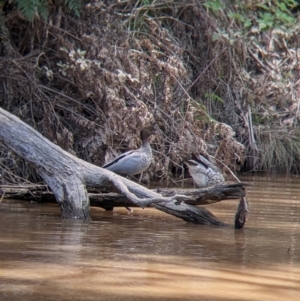Chenonetta jubata at Woomargama, NSW - 29 Nov 2021