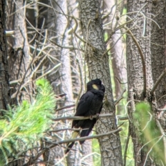 Zanda funerea (Yellow-tailed Black-Cockatoo) at Woomargama, NSW - 29 Nov 2021 by Darcy