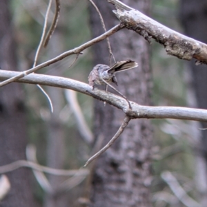 Rhipidura albiscapa at Woomargama, NSW - 29 Nov 2021