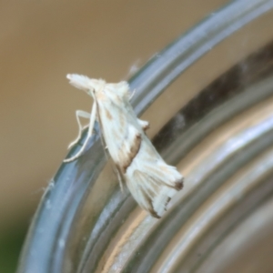 Heliocosma argyroleuca at Hughes, ACT - 29 Nov 2021 06:31 PM