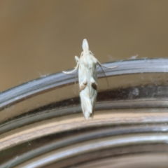 Heliocosma argyroleuca at Hughes, ACT - 29 Nov 2021 06:31 PM