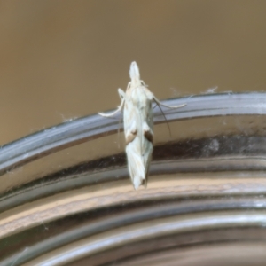 Heliocosma argyroleuca at Hughes, ACT - 29 Nov 2021 06:31 PM