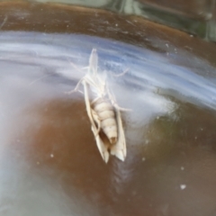 Heliocosma argyroleuca at Hughes, ACT - 29 Nov 2021 06:31 PM