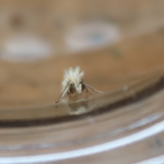 Heliocosma argyroleuca at Hughes, ACT - 29 Nov 2021