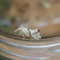 Heliocosma argyroleuca at Hughes, ACT - 29 Nov 2021 06:31 PM