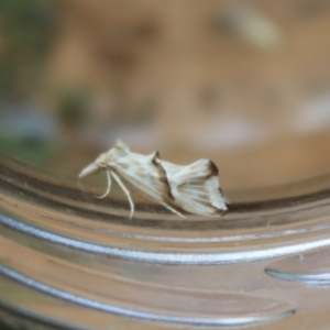 Heliocosma argyroleuca at Hughes, ACT - 29 Nov 2021 06:31 PM