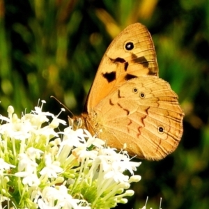 Heteronympha merope at Crooked Corner, NSW - 29 Nov 2021