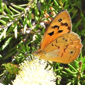 Heteronympha merope at Crooked Corner, NSW - 29 Nov 2021