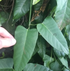 Araujia sericifera at Acton, ACT - 29 Nov 2021