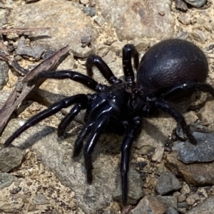 Hadronyche sp. (genus) at Cotter River, ACT - 29 Nov 2021 12:18 PM