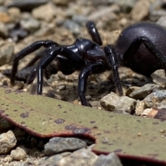 Hadronyche sp. (genus) at Cotter River, ACT - 29 Nov 2021