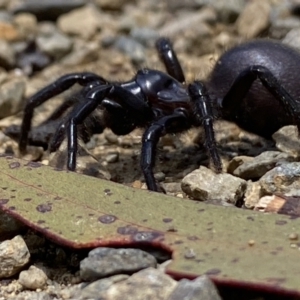 Hadronyche sp. (genus) at Cotter River, ACT - 29 Nov 2021