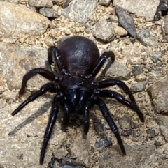 Hadronyche sp. (genus) at Cotter River, ACT - 29 Nov 2021