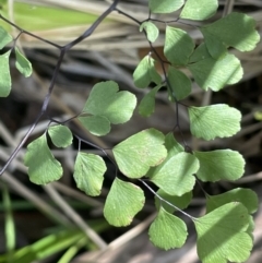 Adiantum aethiopicum (Common Maidenhair Fern) at Lower Cotter Catchment - 29 Nov 2021 by JaneR