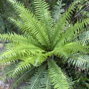 Blechnum nudum at Cotter River, ACT - 29 Nov 2021