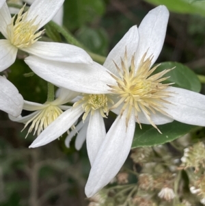 Clematis aristata at Cotter River, ACT - 29 Nov 2021 01:33 PM