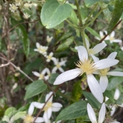 Clematis aristata at Cotter River, ACT - 29 Nov 2021 01:33 PM