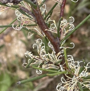 Hakea microcarpa at Cotter River, ACT - 29 Nov 2021