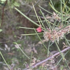 Hakea microcarpa at Cotter River, ACT - 29 Nov 2021