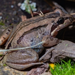 Limnodynastes peronii at Evatt, ACT - 29 Nov 2021