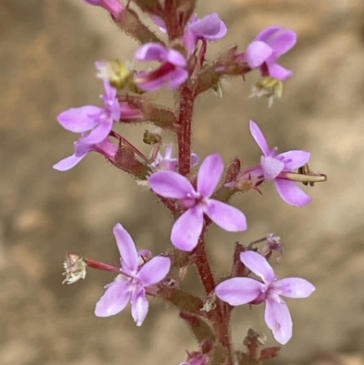 Stylidium armeria subsp. armeria (thrift trigger plant) at Lower Cotter Catchment - 29 Nov 2021 by JaneR