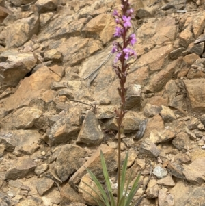 Stylidium armeria subsp. armeria at Cotter River, ACT - 29 Nov 2021 02:05 PM