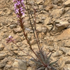 Stylidium armeria subsp. armeria at Cotter River, ACT - 29 Nov 2021 02:05 PM