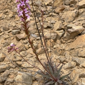 Stylidium armeria subsp. armeria at Cotter River, ACT - 29 Nov 2021 02:05 PM