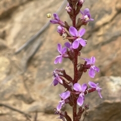 Stylidium armeria subsp. armeria at Cotter River, ACT - 29 Nov 2021 02:05 PM