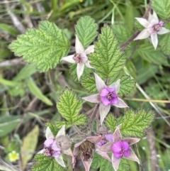 Rubus parvifolius at Cotter River, ACT - 29 Nov 2021