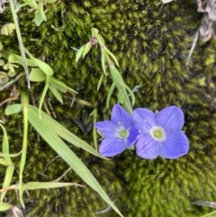 Veronica gracilis at Cotter River, ACT - 29 Nov 2021 02:57 PM