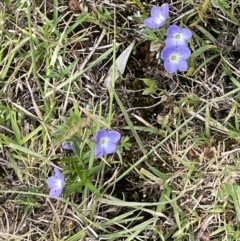 Veronica gracilis at Cotter River, ACT - 29 Nov 2021 02:57 PM