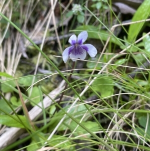 Viola hederacea at Cotter River, ACT - 29 Nov 2021 01:40 PM