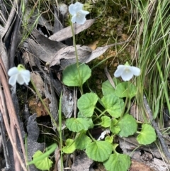 Viola hederacea at Cotter River, ACT - 29 Nov 2021 01:40 PM