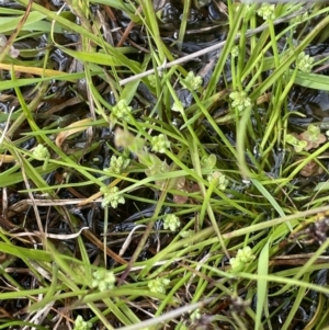 Isolepis gaudichaudiana at Cotter River, ACT - 29 Nov 2021