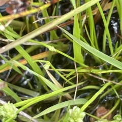 Isolepis gaudichaudiana at Cotter River, ACT - 29 Nov 2021