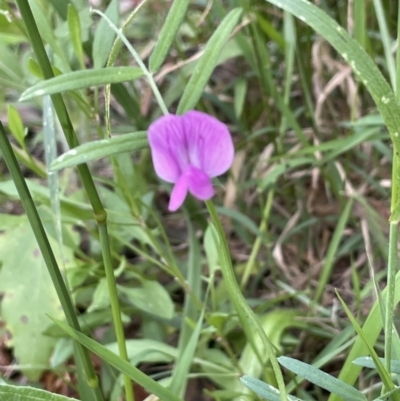 Vicia sativa (Common Vetch) at Lower Cotter Catchment - 29 Nov 2021 by JaneR