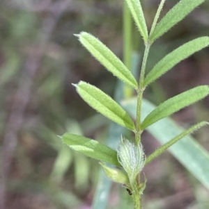 Vicia sativa at Cotter River, ACT - 29 Nov 2021