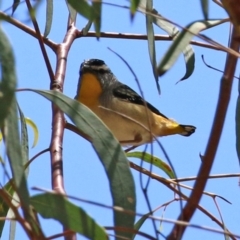 Pardalotus punctatus at Acton, ACT - 29 Nov 2021