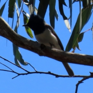 Myiagra rubecula at Acton, ACT - 29 Nov 2021