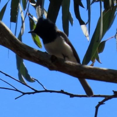 Myiagra rubecula (Leaden Flycatcher) at Acton, ACT - 29 Nov 2021 by RodDeb