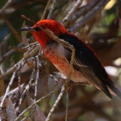 Myzomela sanguinolenta (Scarlet Honeyeater) at ANBG - 29 Nov 2021 by RodDeb