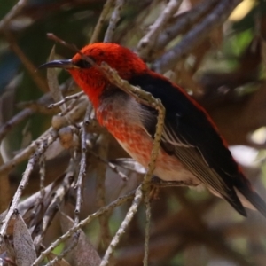 Myzomela sanguinolenta at Acton, ACT - 29 Nov 2021