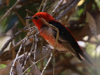 Myzomela sanguinolenta (Scarlet Honeyeater) at Acton, ACT - 29 Nov 2021 by RodDeb