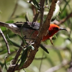 Myzomela sanguinolenta at Acton, ACT - 29 Nov 2021